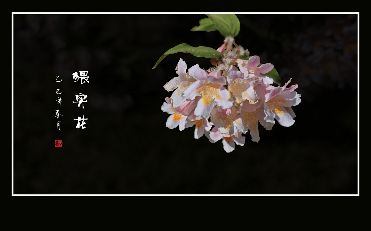 花团锦簇的猥实花