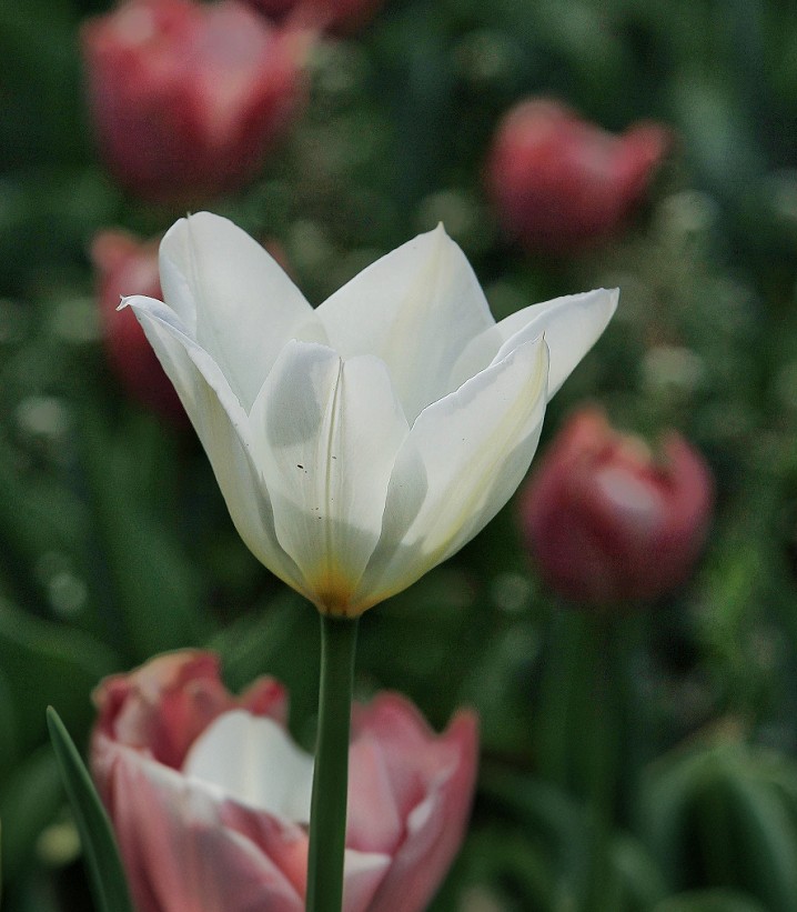 提前庆五一劳动节《风景，花草和人物》祝60D各位好友节日愉快万事如意！