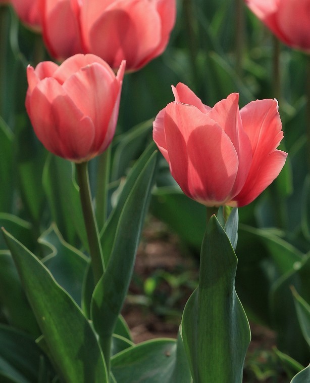 提前庆五一劳动节《风景，花草和人物》祝60D各位好友节日愉快万事如意！
