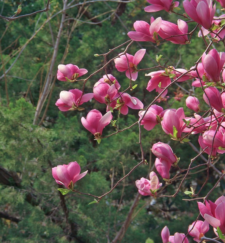 提前庆五一劳动节《风景，花草和人物》祝60D各位好友节日愉快万事如意！