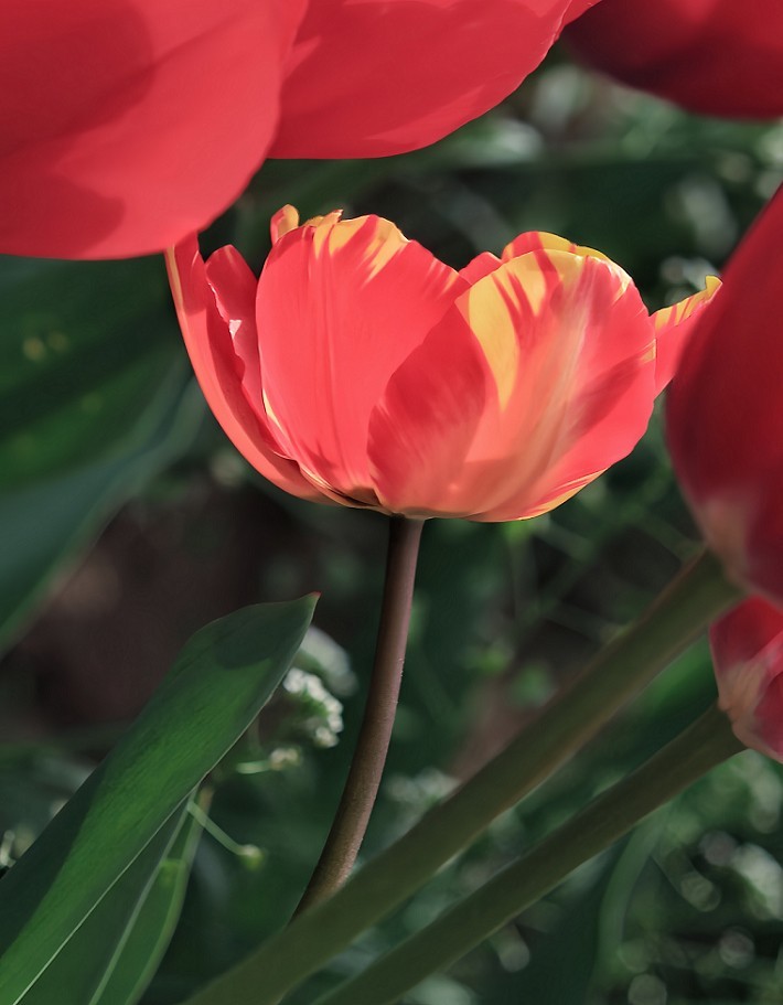 提前庆五一劳动节《风景，花草和人物》祝60D各位好友节日愉快万事如意！
