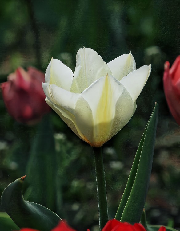 提前庆五一劳动节《风景，花草和人物》祝60D各位好友节日愉快万事如意！
