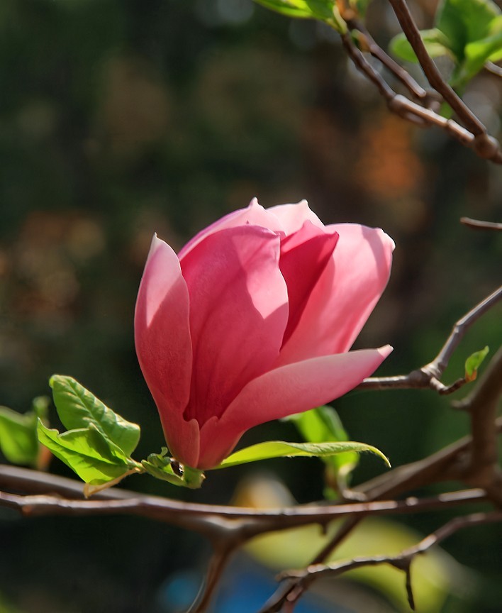 提前庆五一劳动节《风景，花草和人物》祝60D各位好友节日愉快万事如意！