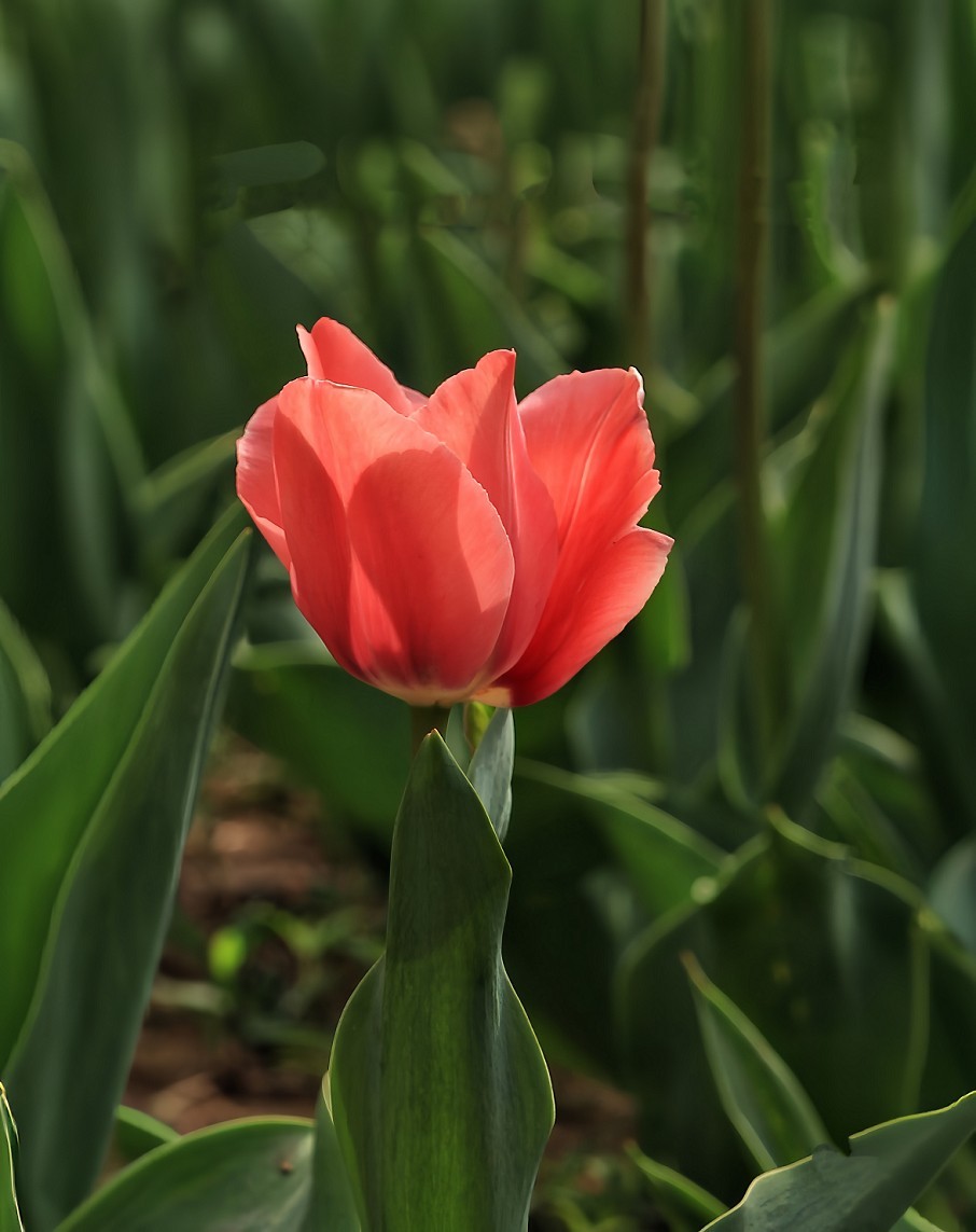 提前庆五一劳动节《风景，花草和人物》祝60D各位好友节日愉快万事如意！