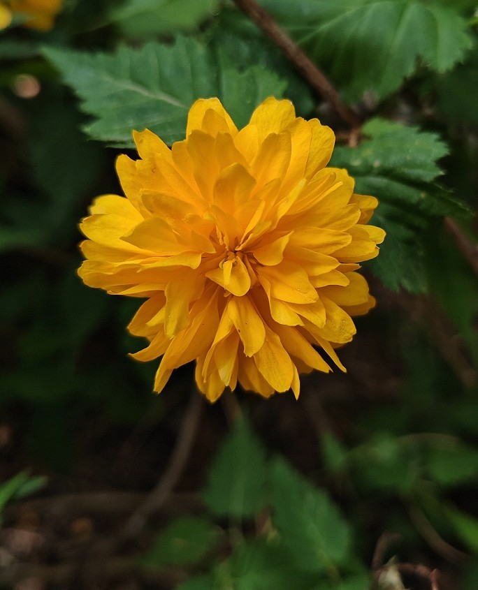 提前庆五一劳动节《风景，花草和人物》祝60D各位好友节日愉快万事如意！