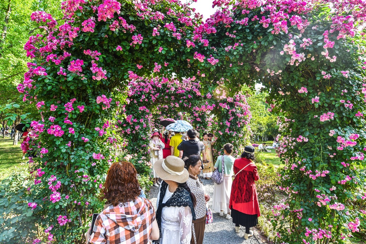 沙湖公园花卉展