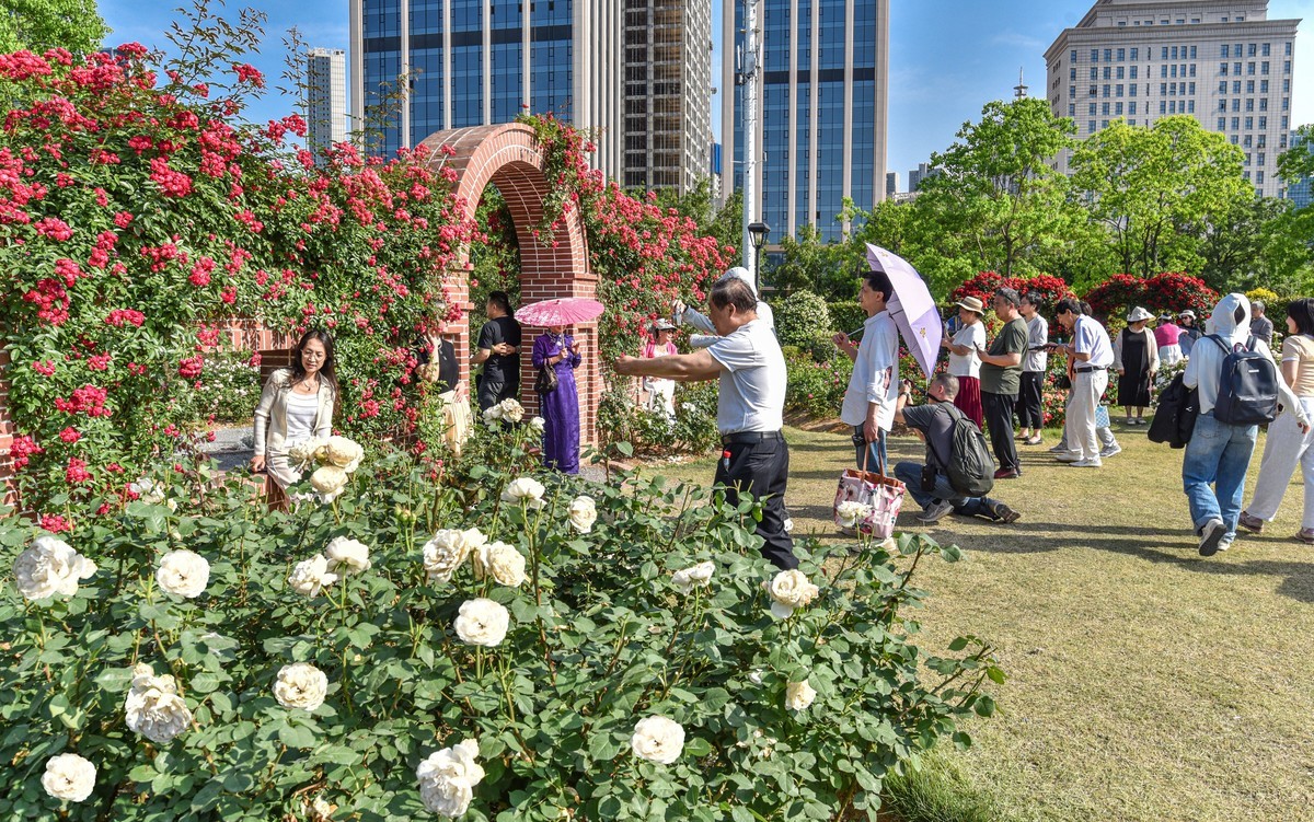 沙湖公园花卉展