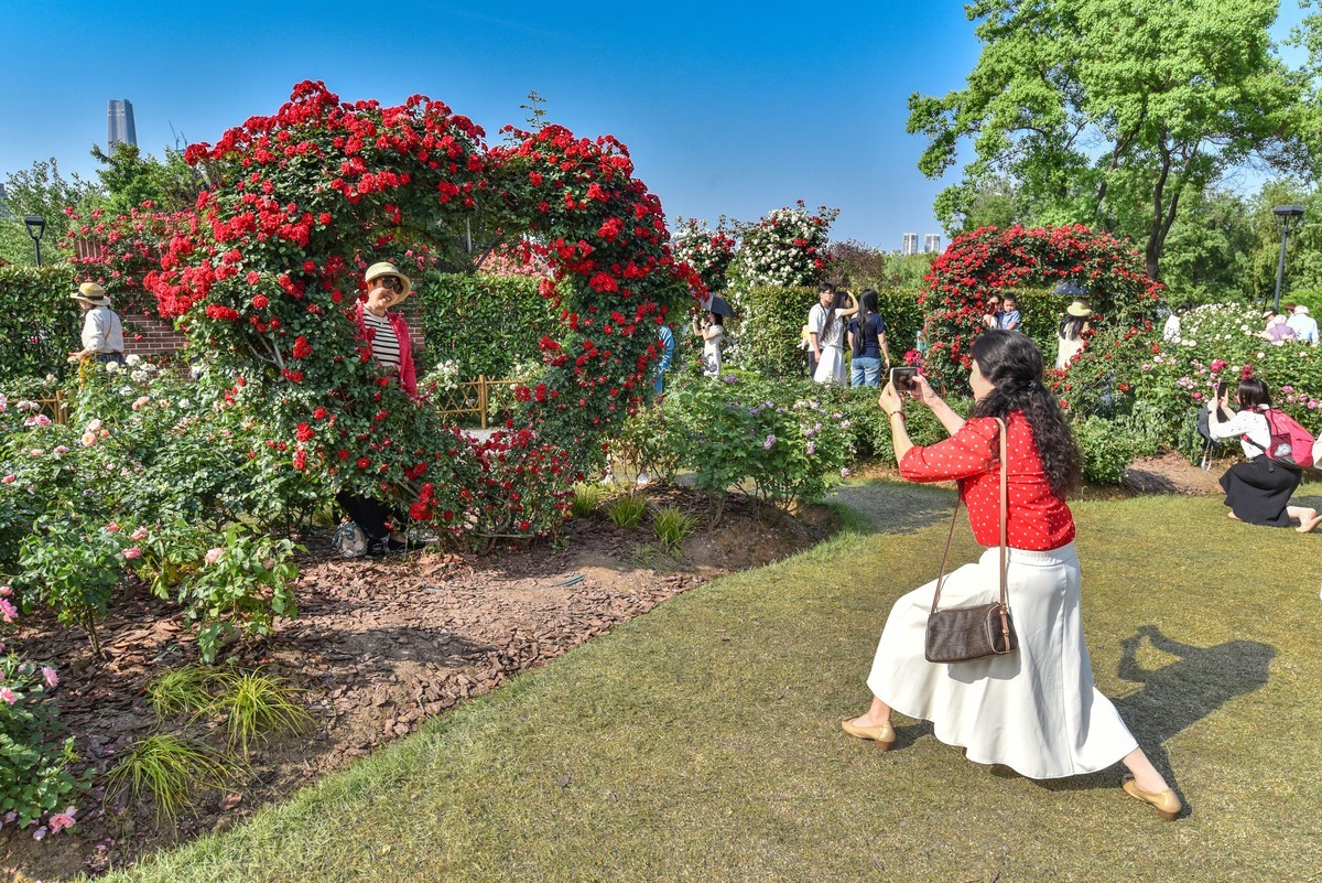 沙湖公园花卉展