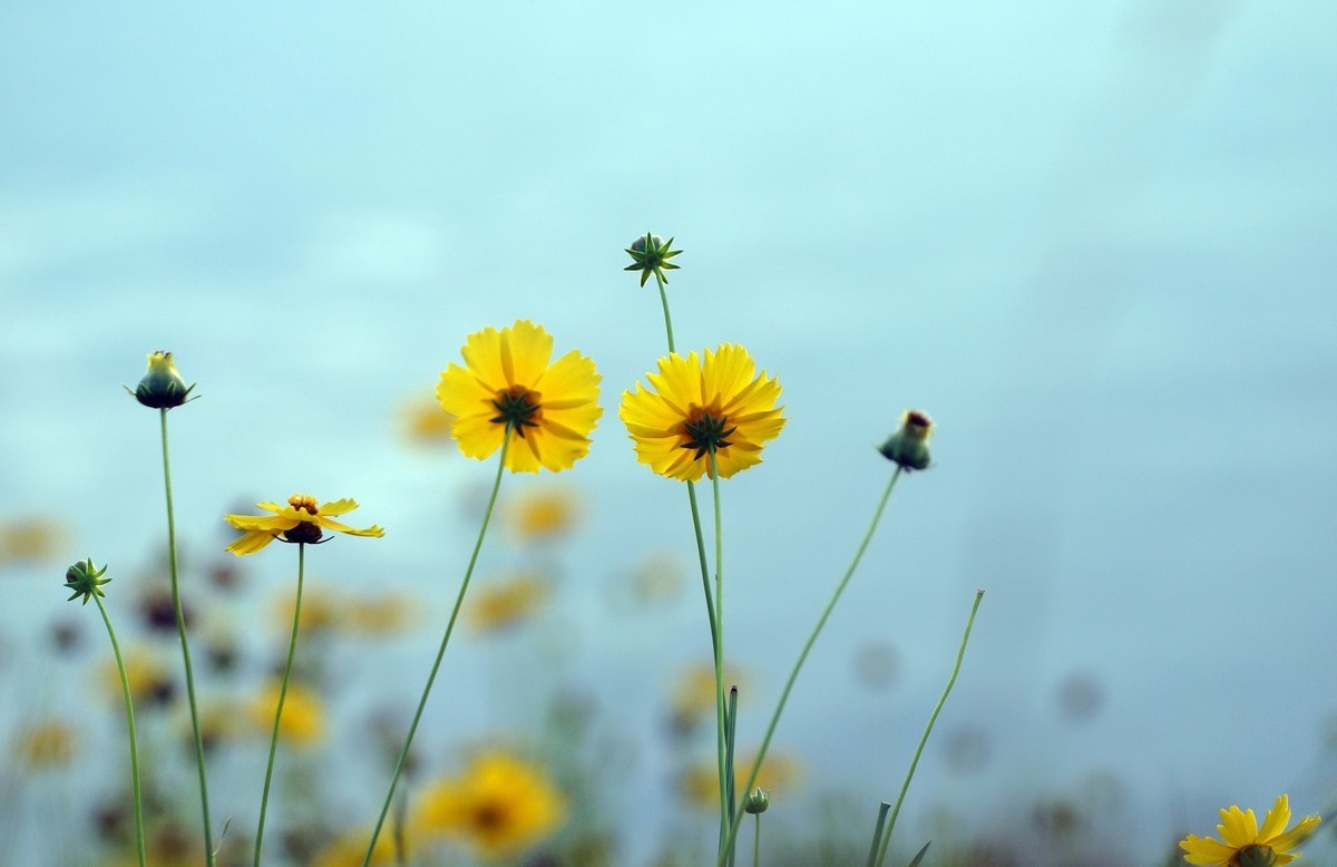 夕阳：湖畔：小花