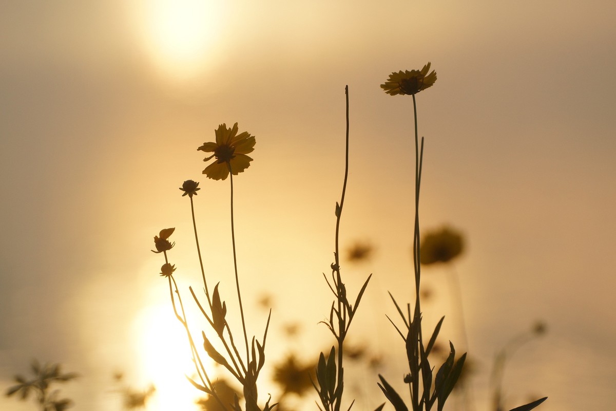 夕阳：湖畔：小花