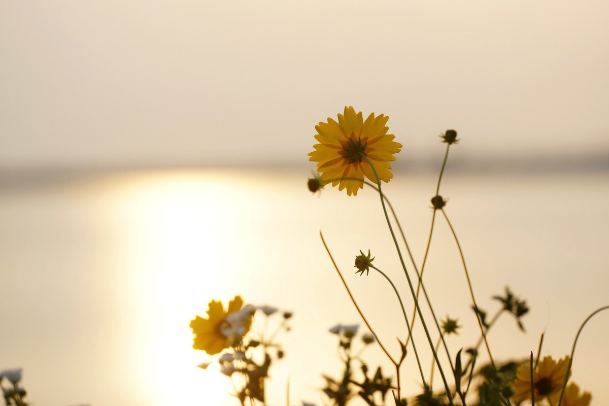 夕阳：湖畔：小花