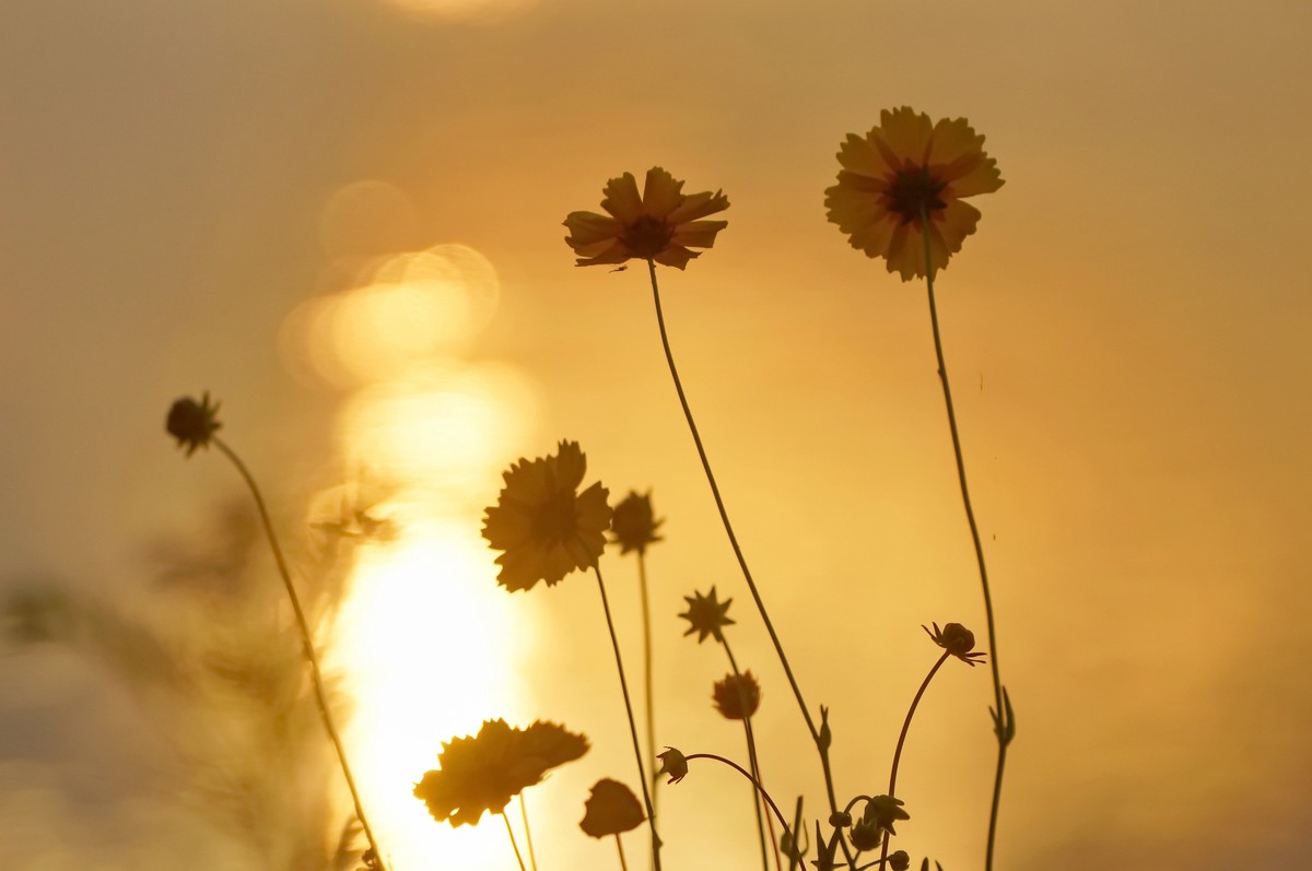 夕阳：湖畔：小花