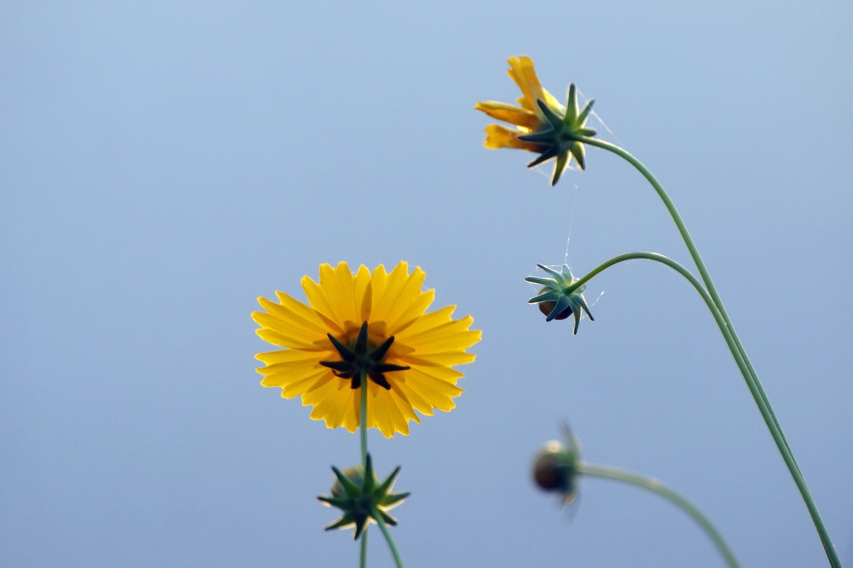 夕阳：湖畔：小花