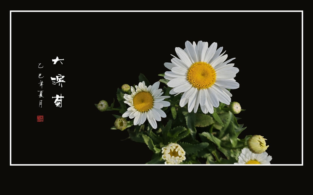 玉洁冰清的大滨菊