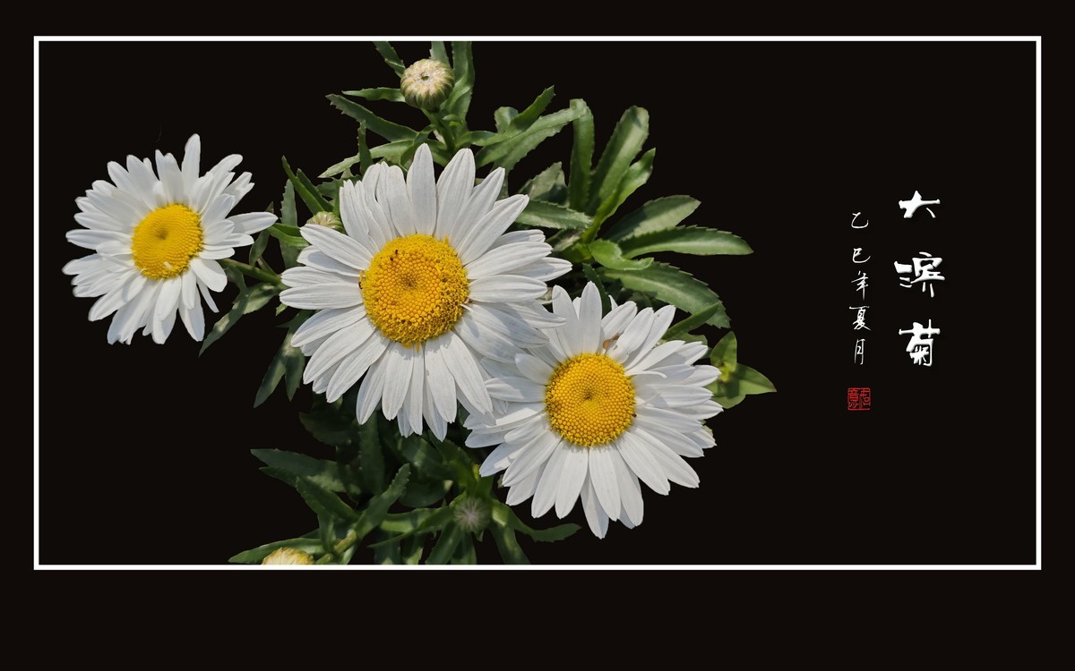 玉洁冰清的大滨菊