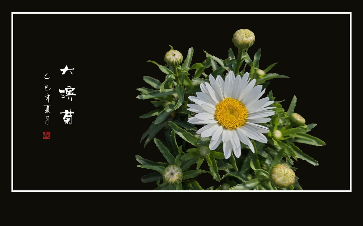 玉洁冰清的大滨菊