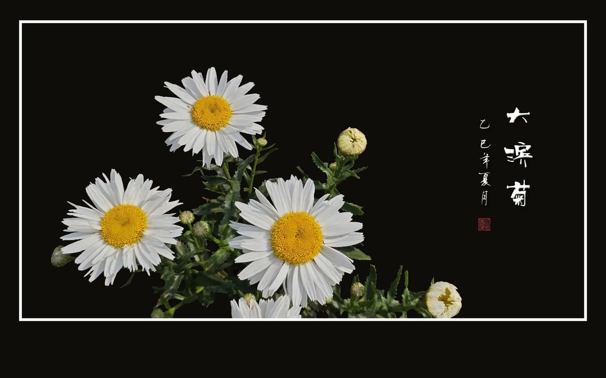 玉洁冰清的大滨菊