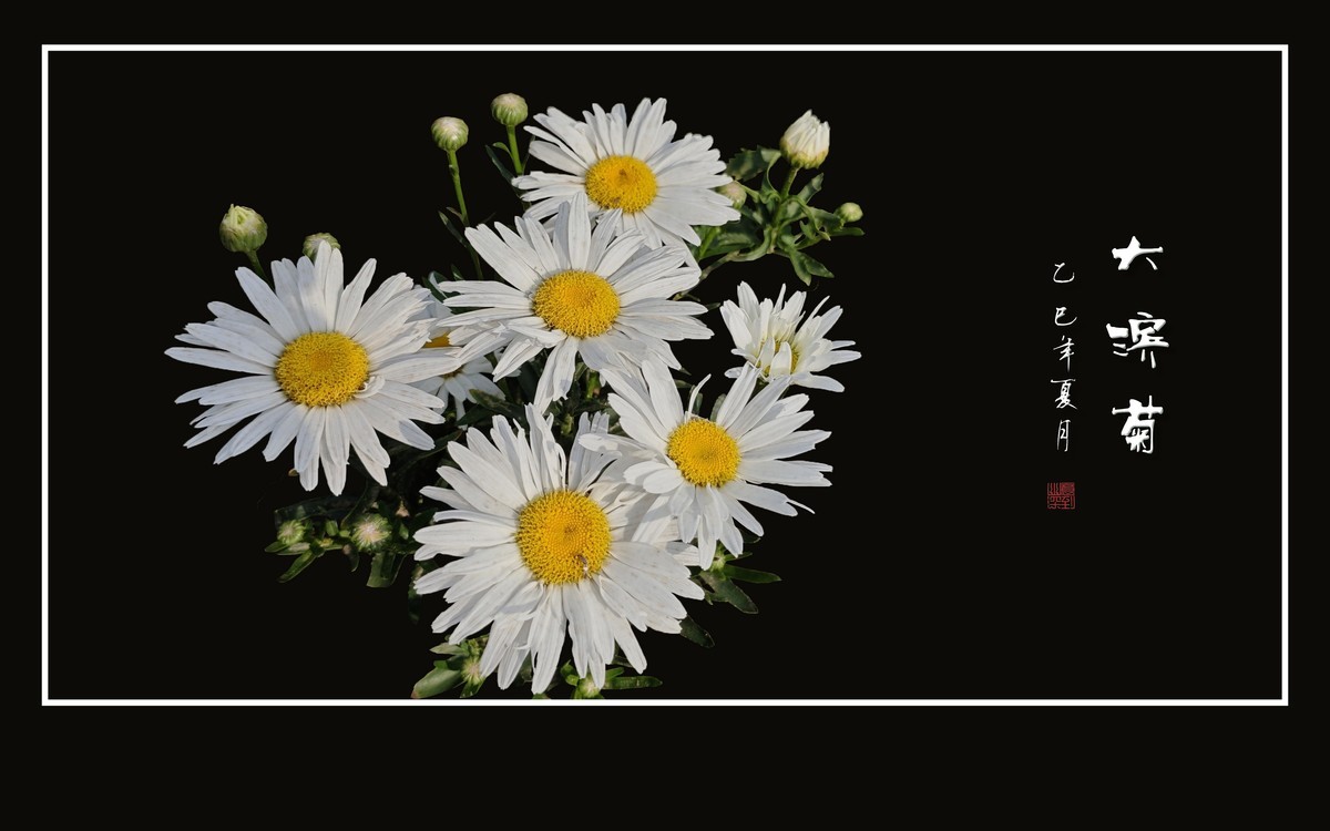 玉洁冰清的大滨菊