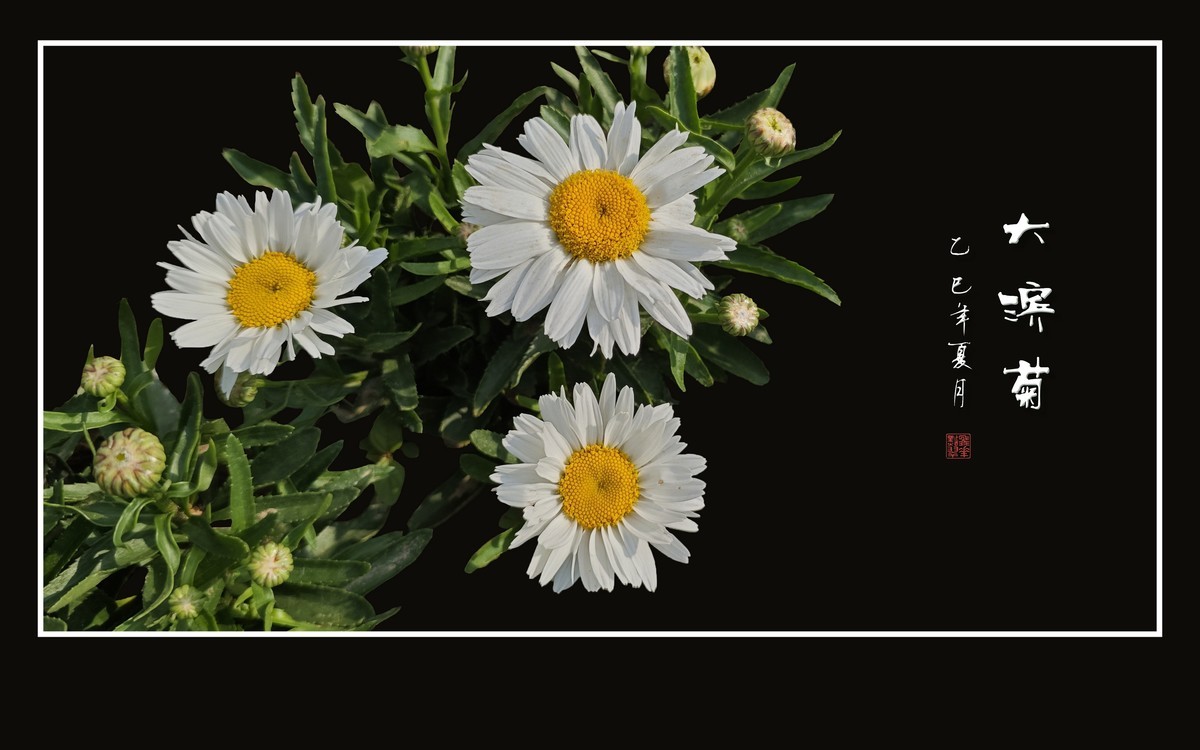 玉洁冰清的大滨菊