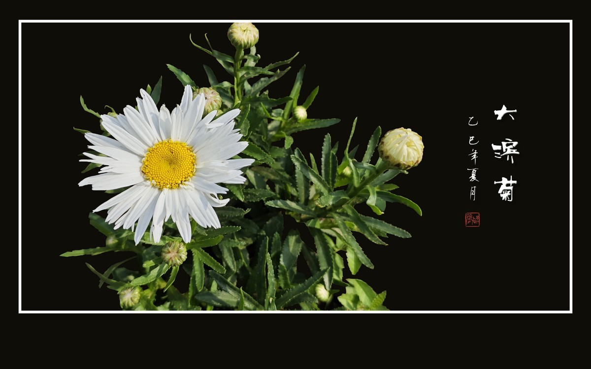 玉洁冰清的大滨菊