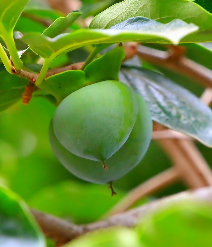 S-08【不老松：纪实摄影】(01)牛心柿子很多长的畸形！