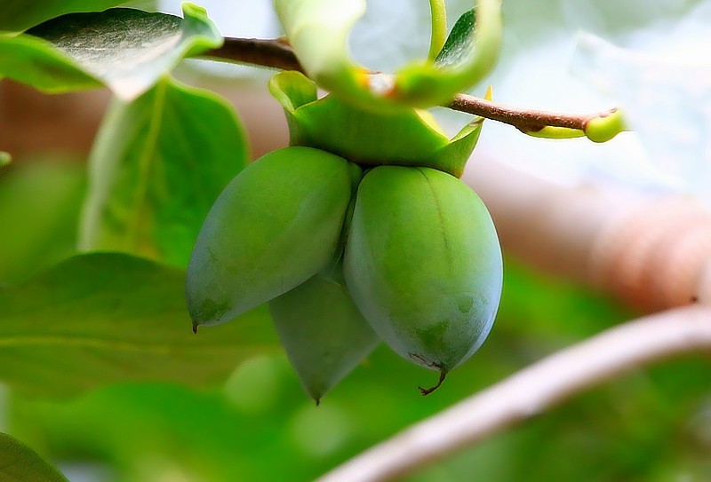 S-08【不老松：纪实摄影】(01)牛心柿子很多长的畸形！