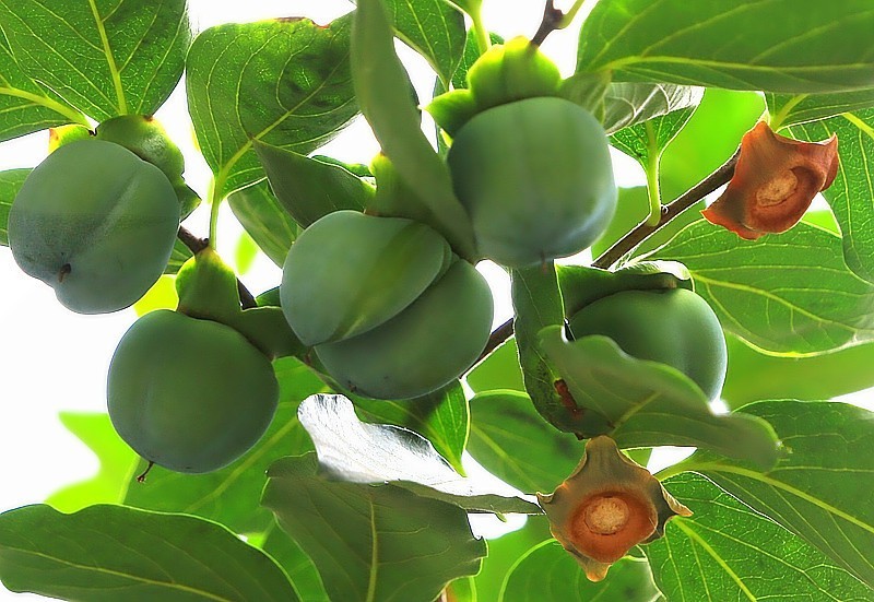 S-08【不老松：纪实摄影】(01)牛心柿子很多长的畸形！