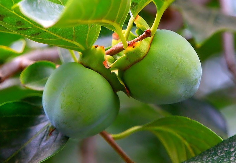 S-08【不老松：纪实摄影】(01)牛心柿子很多长的畸形！