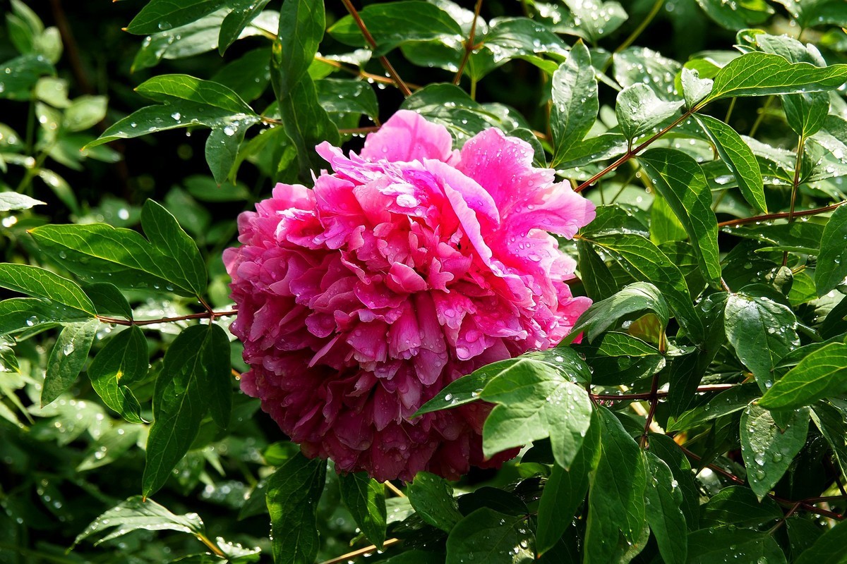 江滨公园——雨后粉红色牡丹