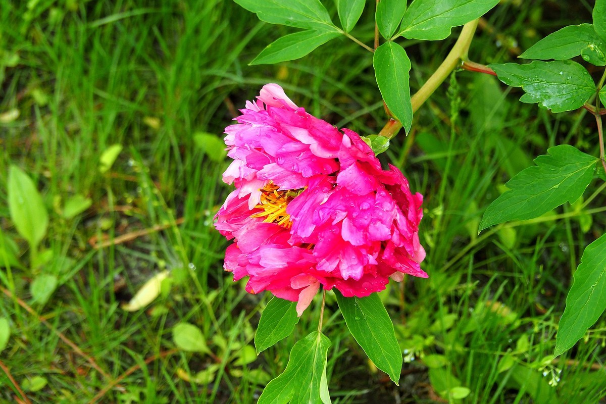 江滨公园——雨后粉红色牡丹