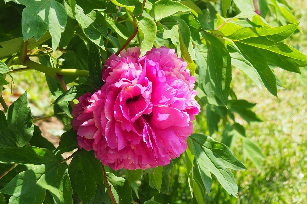 江滨公园——雨后粉红色牡丹