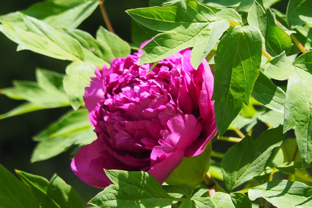 江滨公园——雨后粉红色牡丹