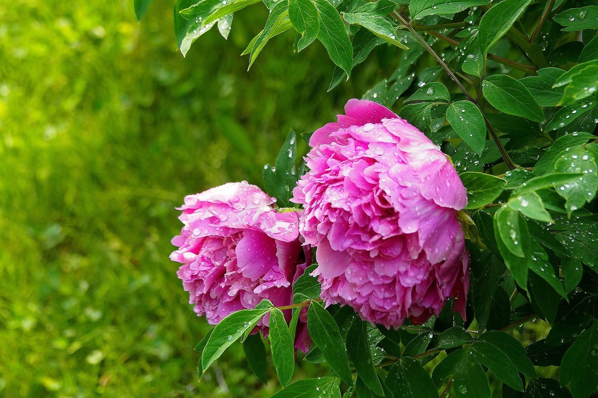 江滨公园——雨后粉红色牡丹
