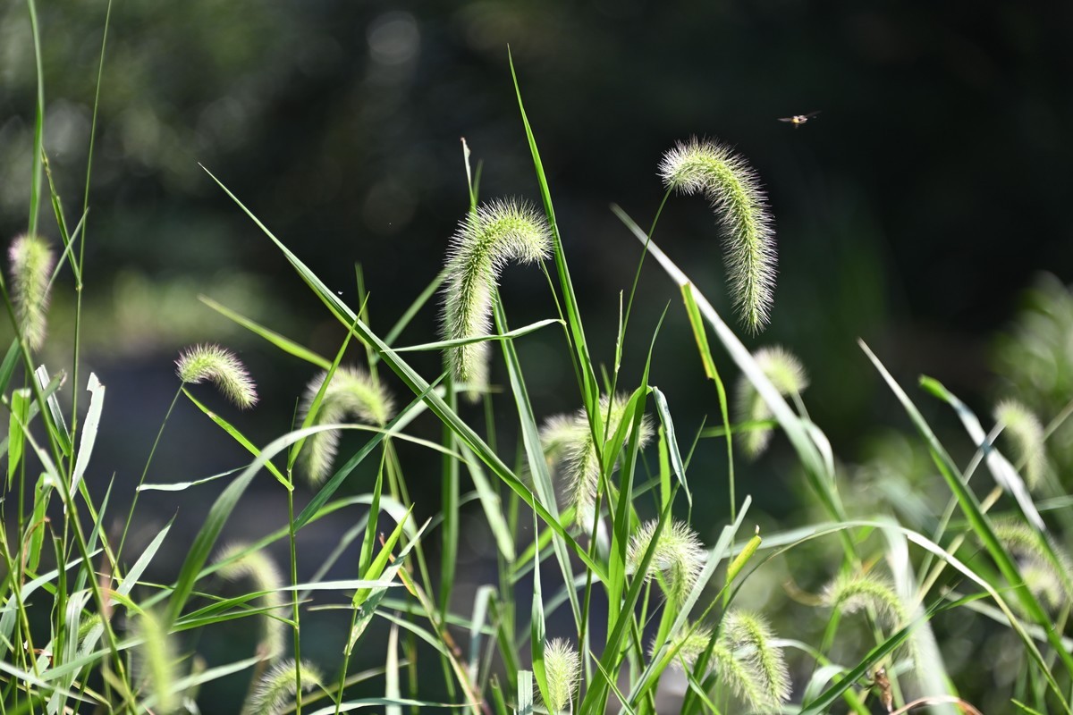 尼康AF-S 尼克尔 28-300mm搭配Z72试拍