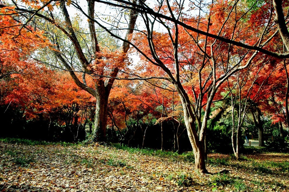 随拍——秋末冬初●公园景色（二）