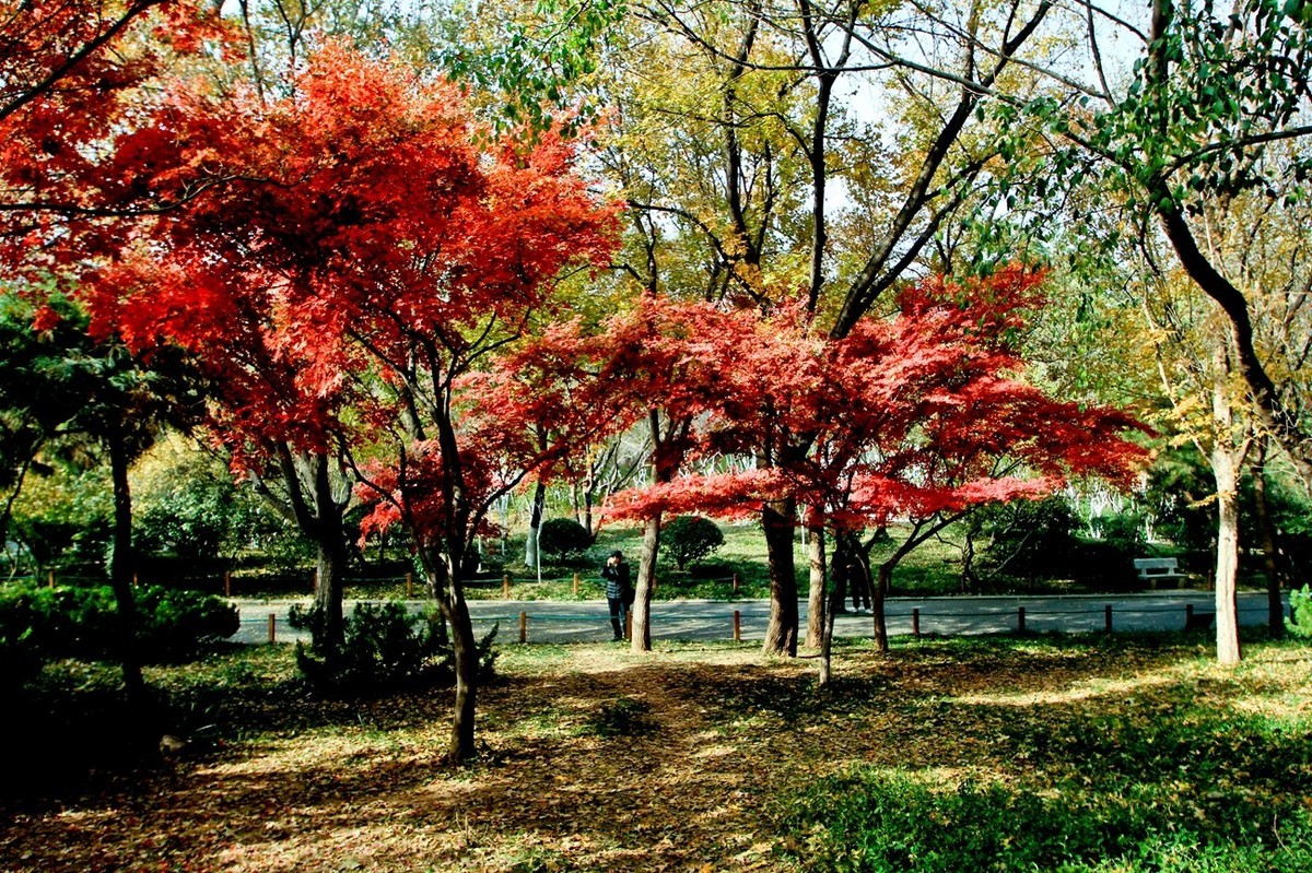 随拍——秋末冬初●公园景色（二）