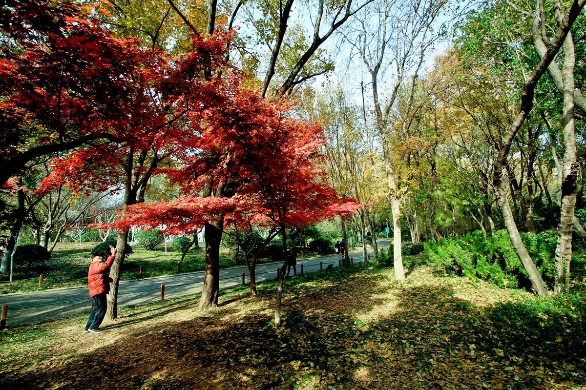 随拍——秋末冬初●公园景色（二）