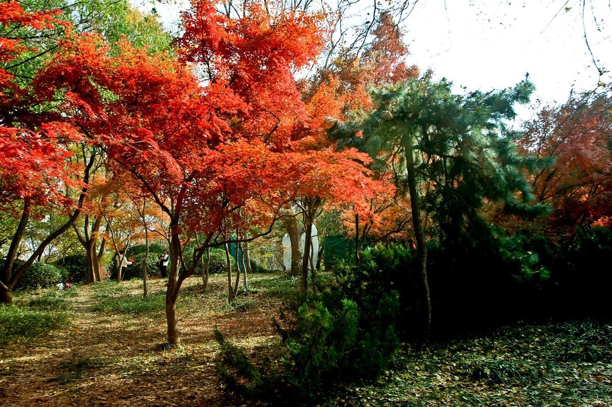 随拍——秋末冬初●公园景色（二）