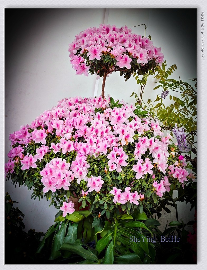 春花聚会《唐花坞》