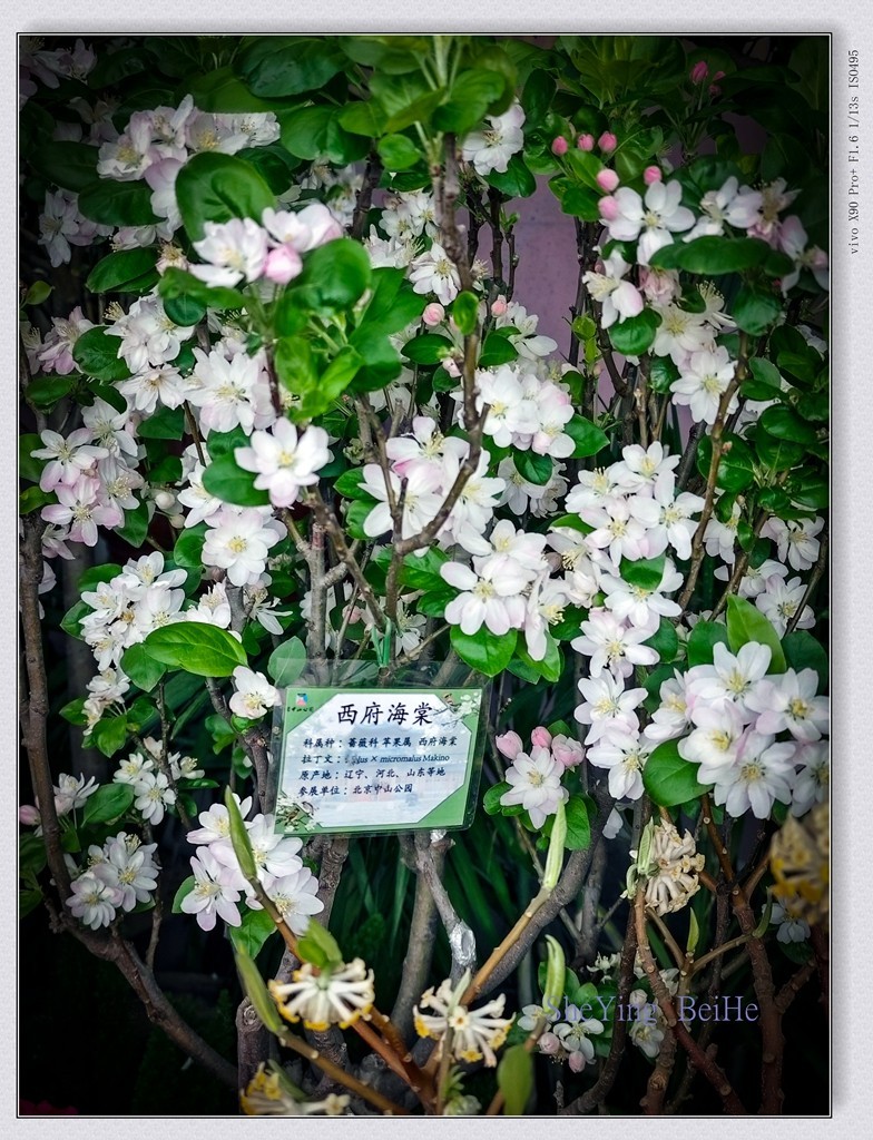 春花聚会《唐花坞》