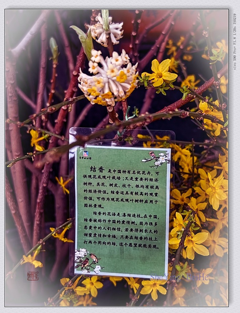 春花聚会《唐花坞》