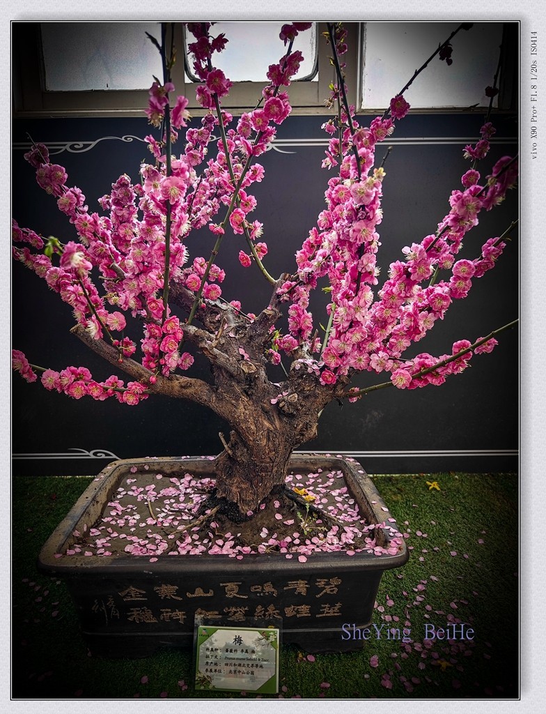 春花聚会《唐花坞》