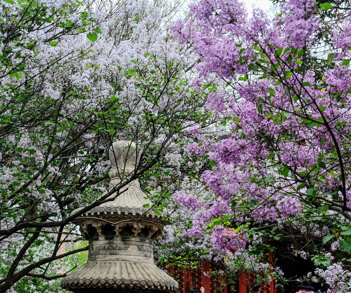 法源寺的丁香