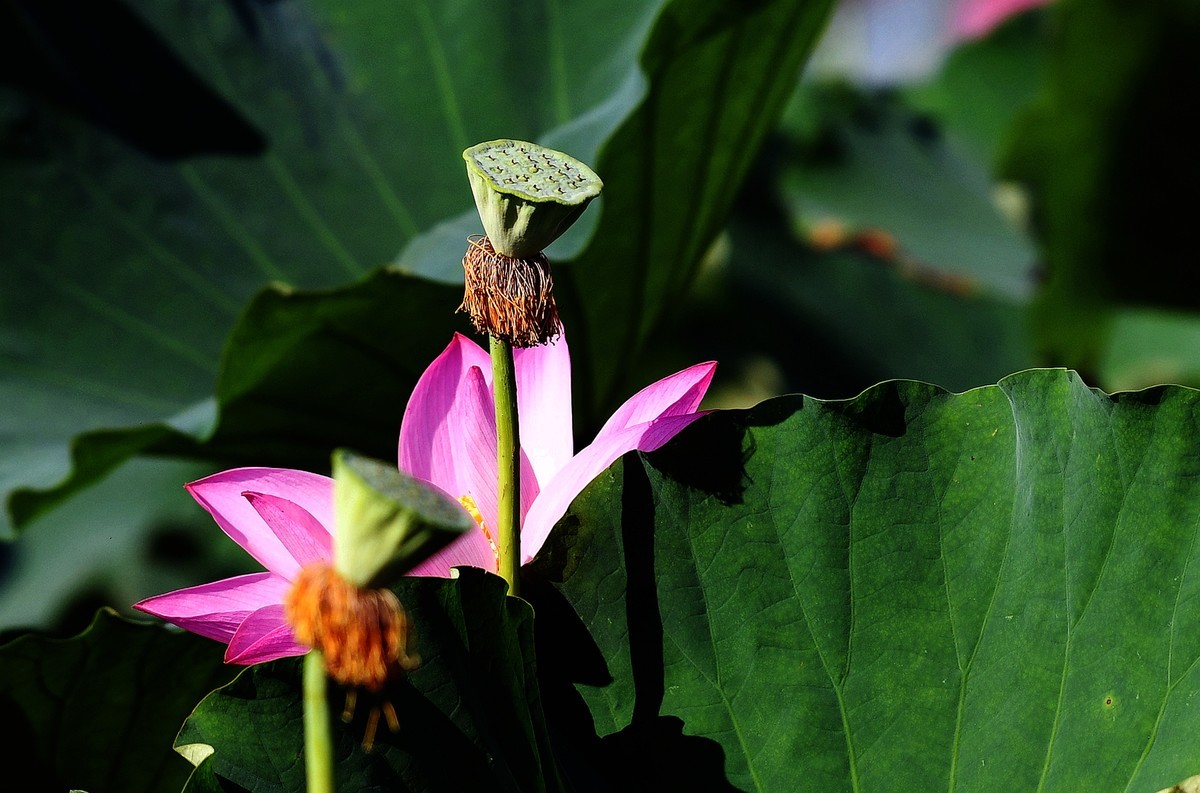 荷花艳丽/拍出质感难啊