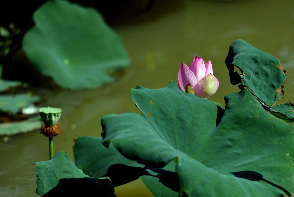 荷花艳丽/拍出质感难啊