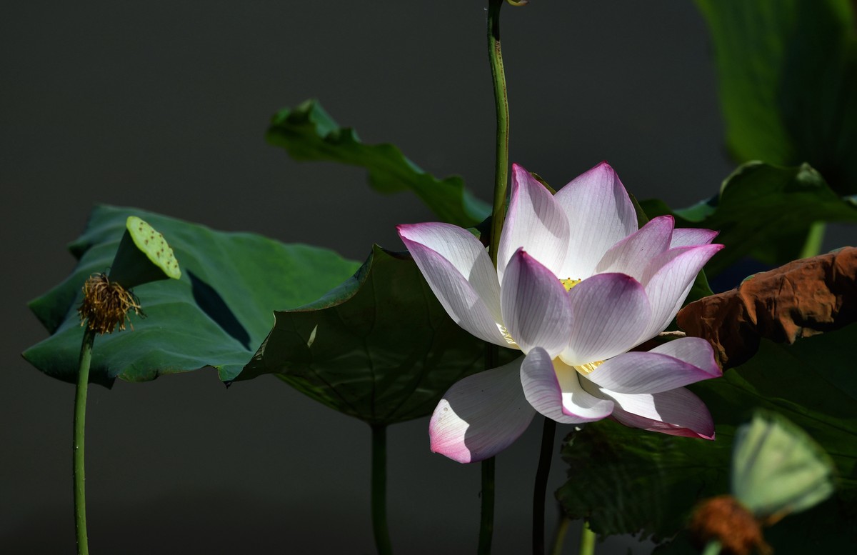 荷花艳丽/拍出质感难啊