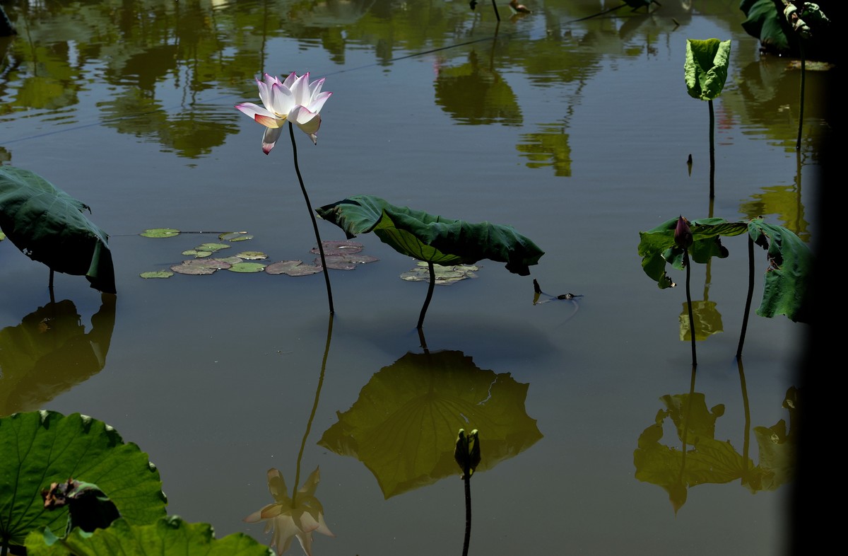 荷花艳丽/拍出质感难啊