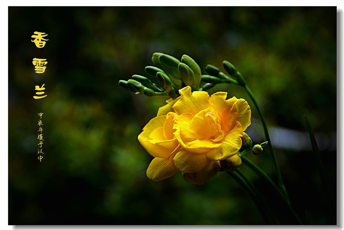 香雪兰（2024183）