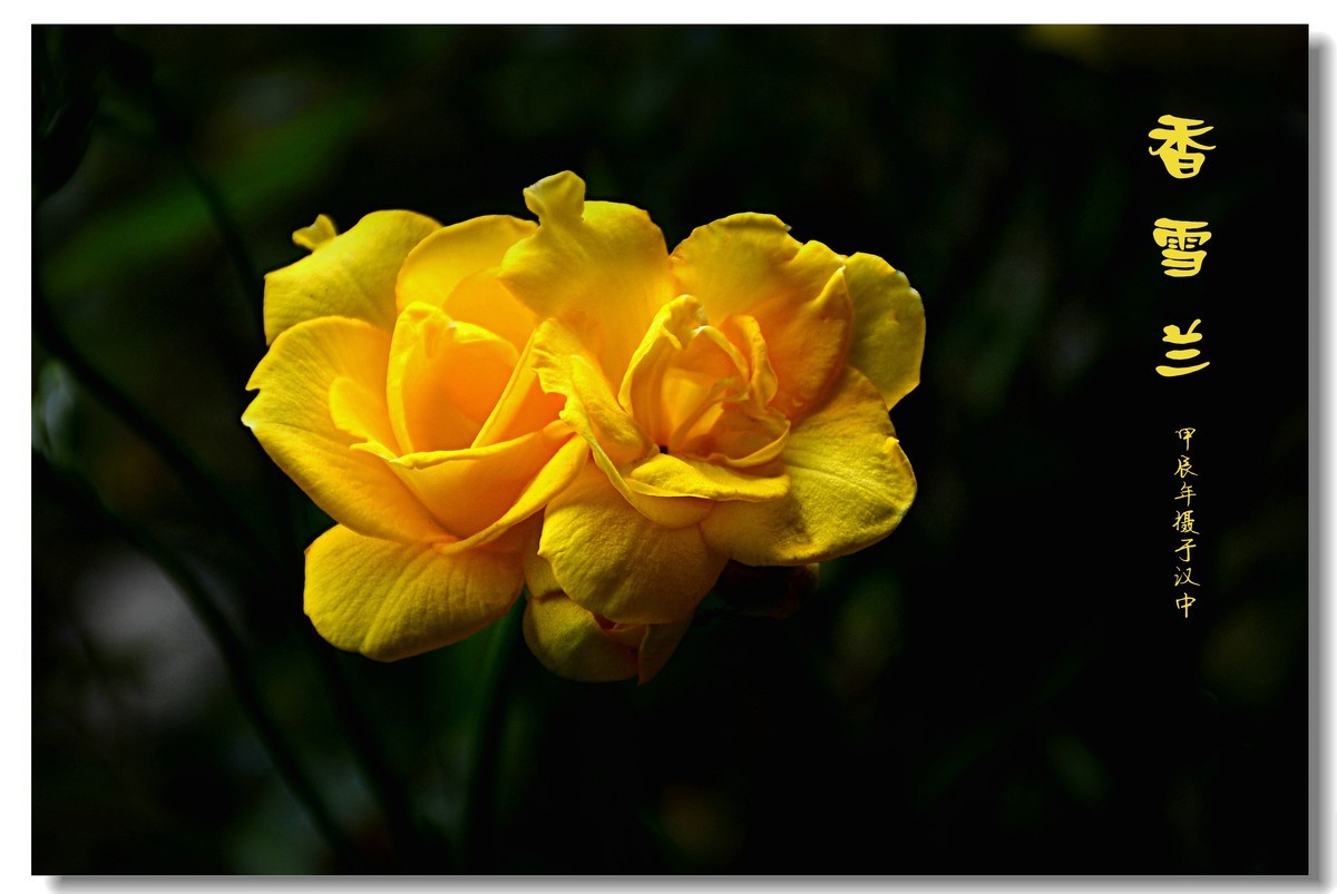 香雪兰（2024183）