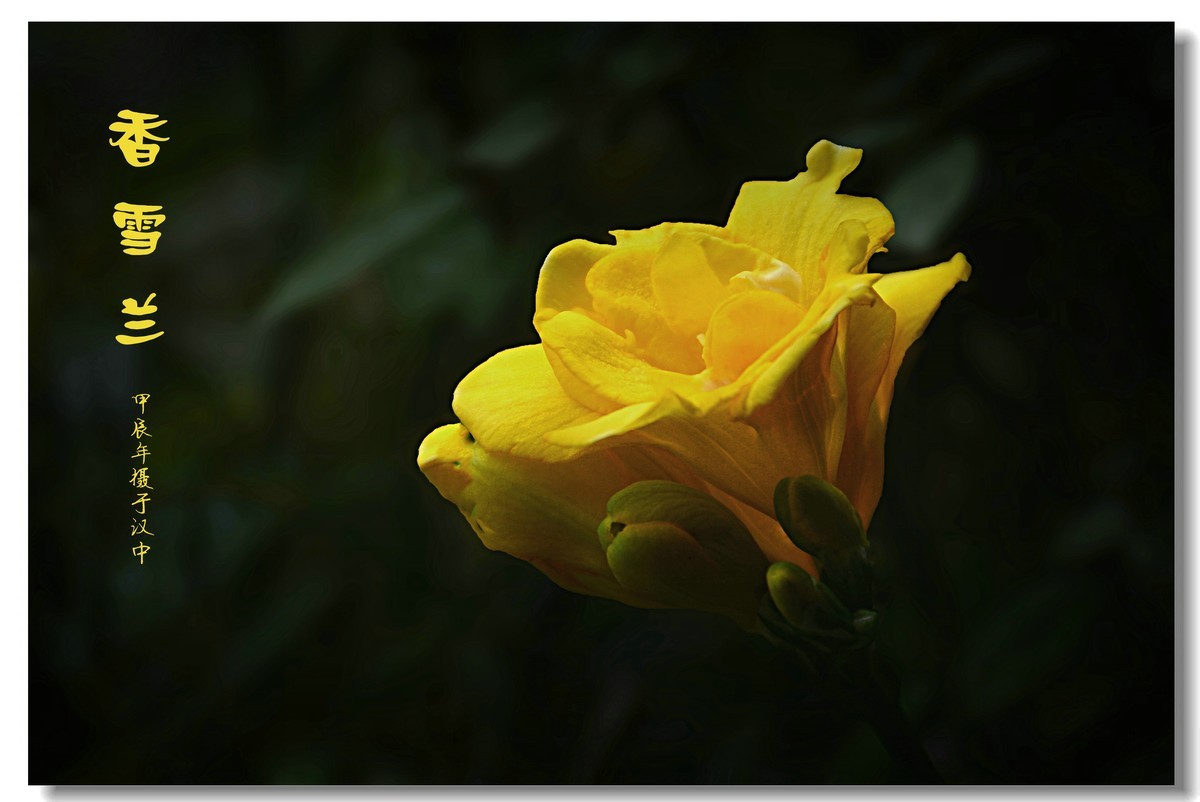 香雪兰（2024183）